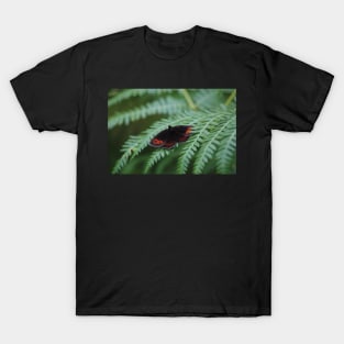 Scotch Argus butterfly T-Shirt